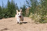 CORGI PEMBROKE 039